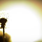 Pusteblume