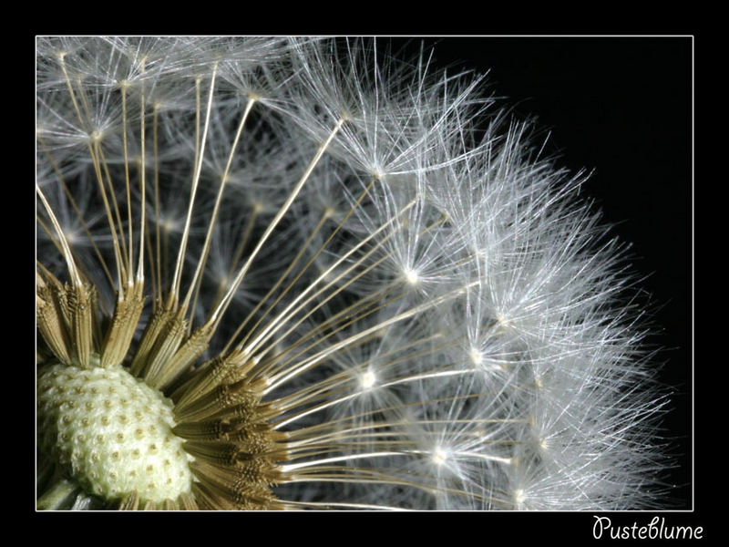 Pusteblume