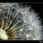 Pusteblume