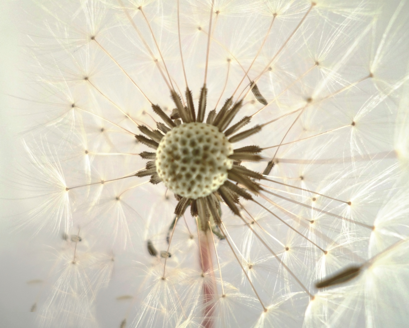 Pusteblume