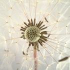 Pusteblume