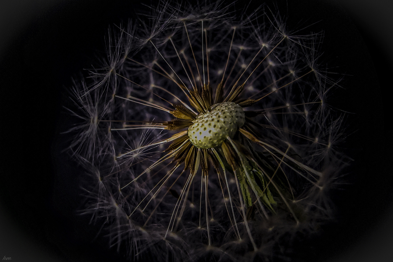 Pusteblume