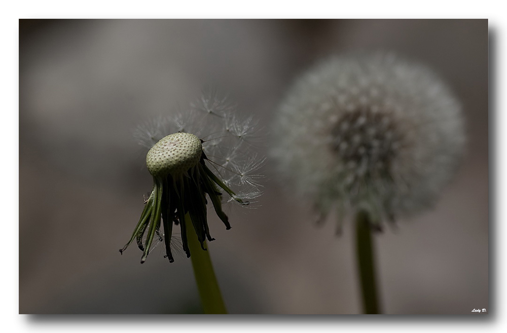 Pusteblume...