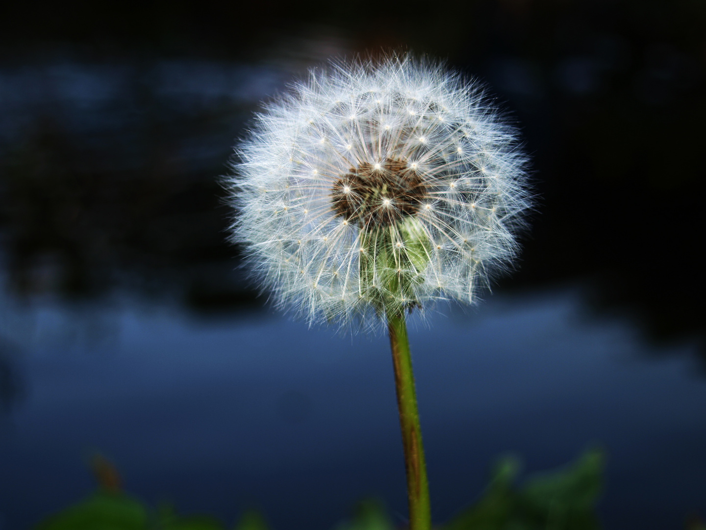 Pusteblume