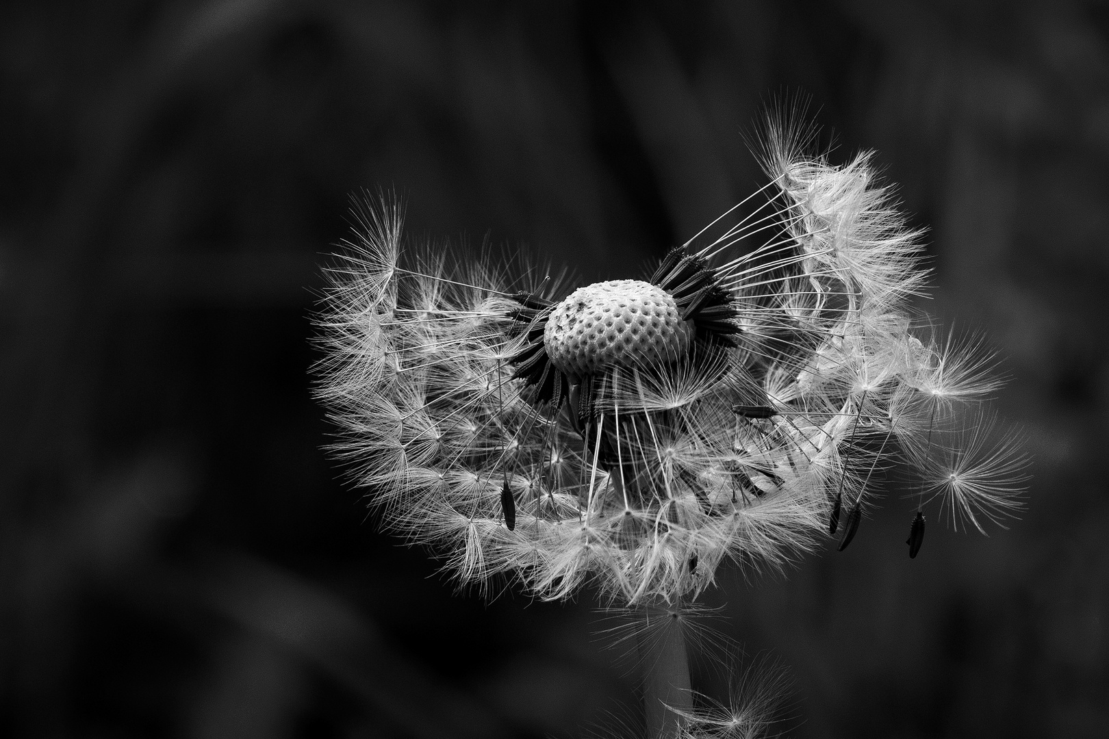 Pusteblume