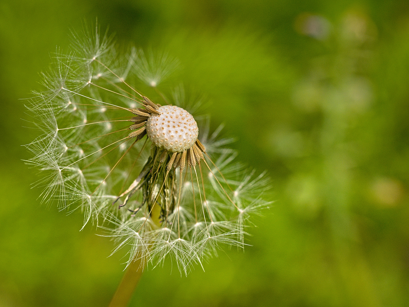 Pusteblume