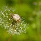 Pusteblume