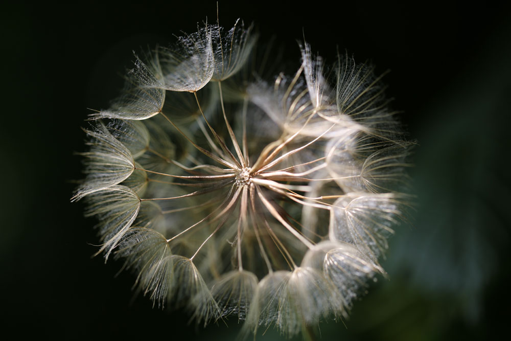 Pusteblume