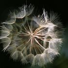 Pusteblume