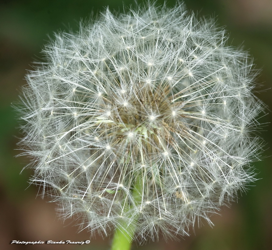 Pusteblume