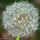 Pusteblume