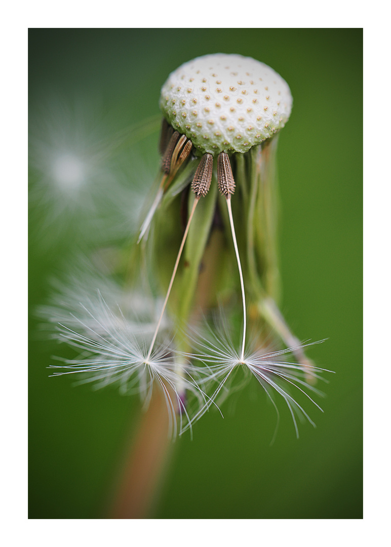 Pusteblume