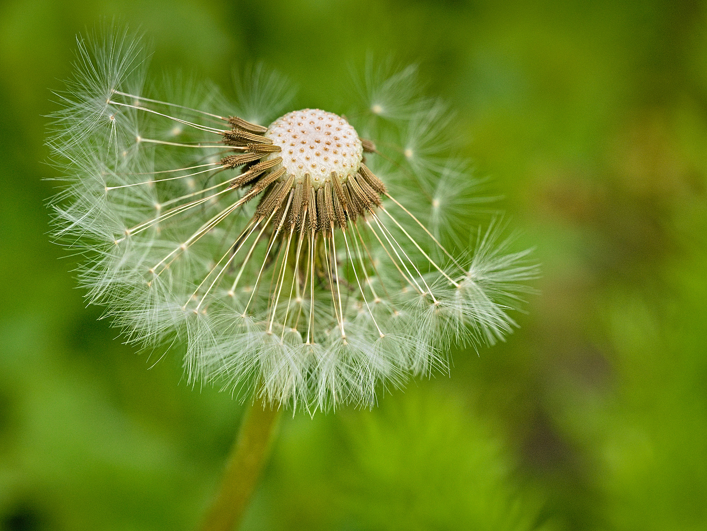 Pusteblume