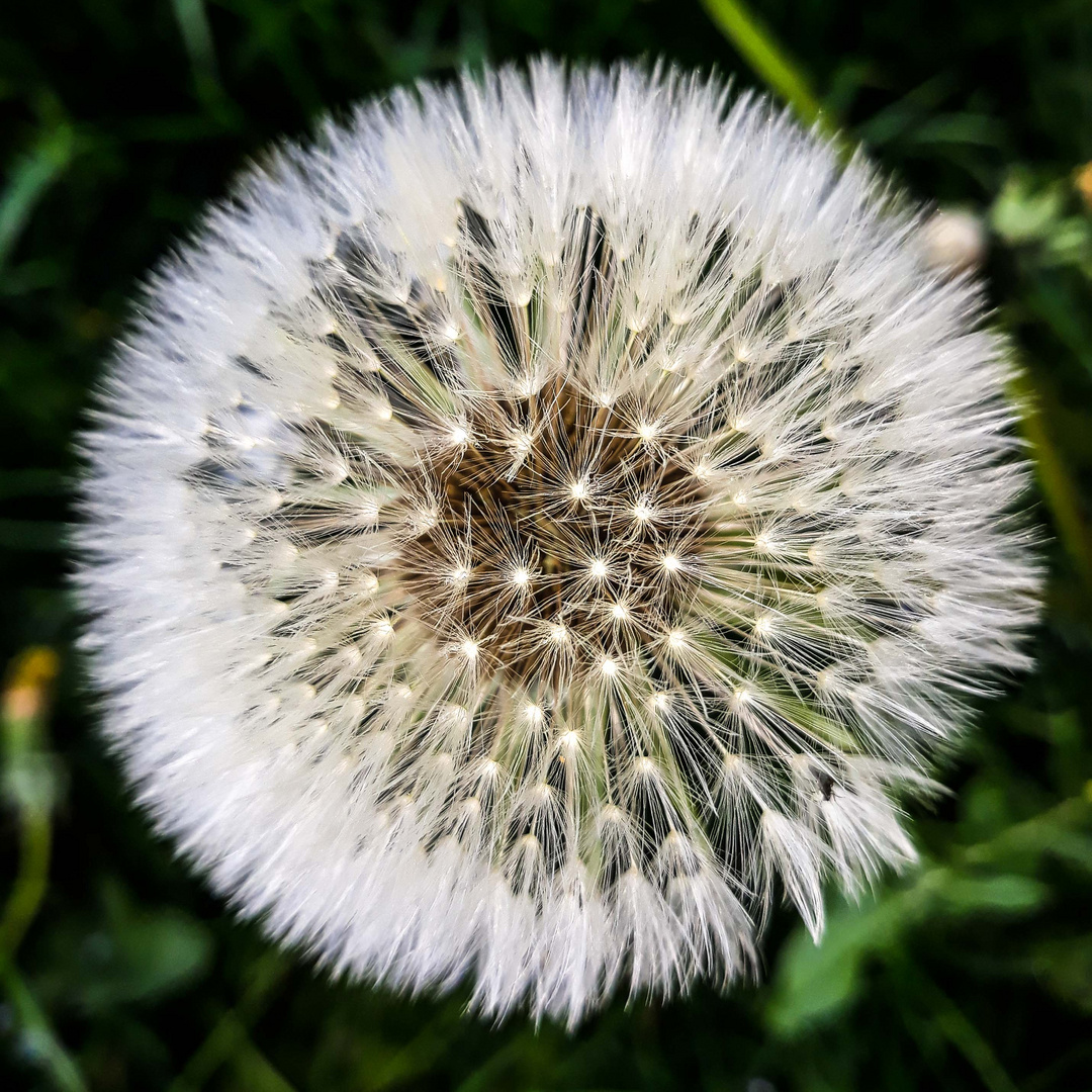 Pusteblume