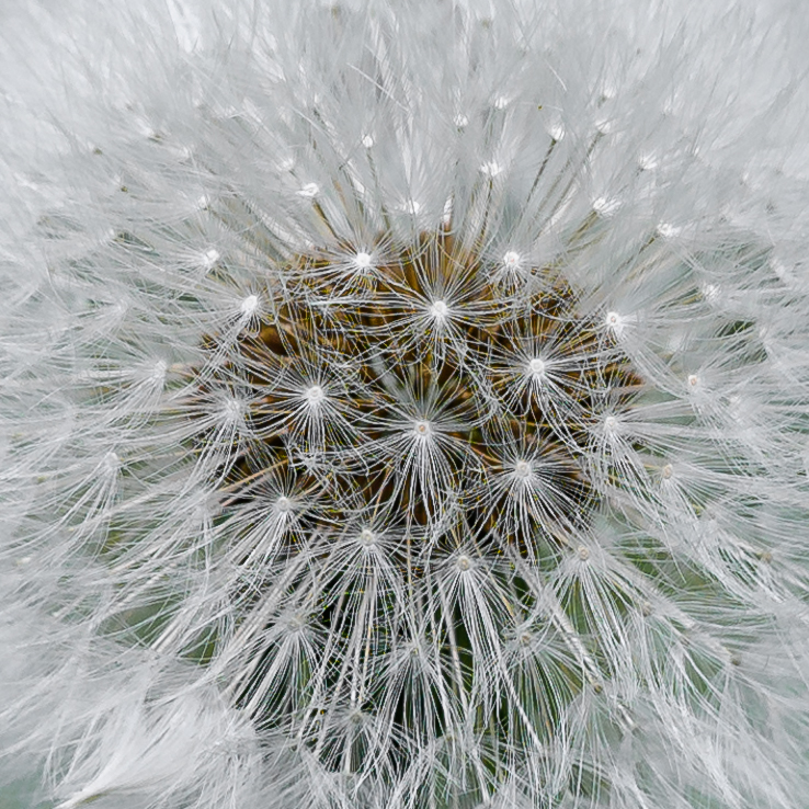 Pusteblume