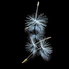 Pusteblume-4