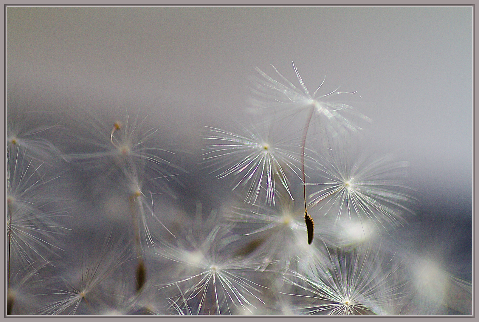 Pusteblume 4