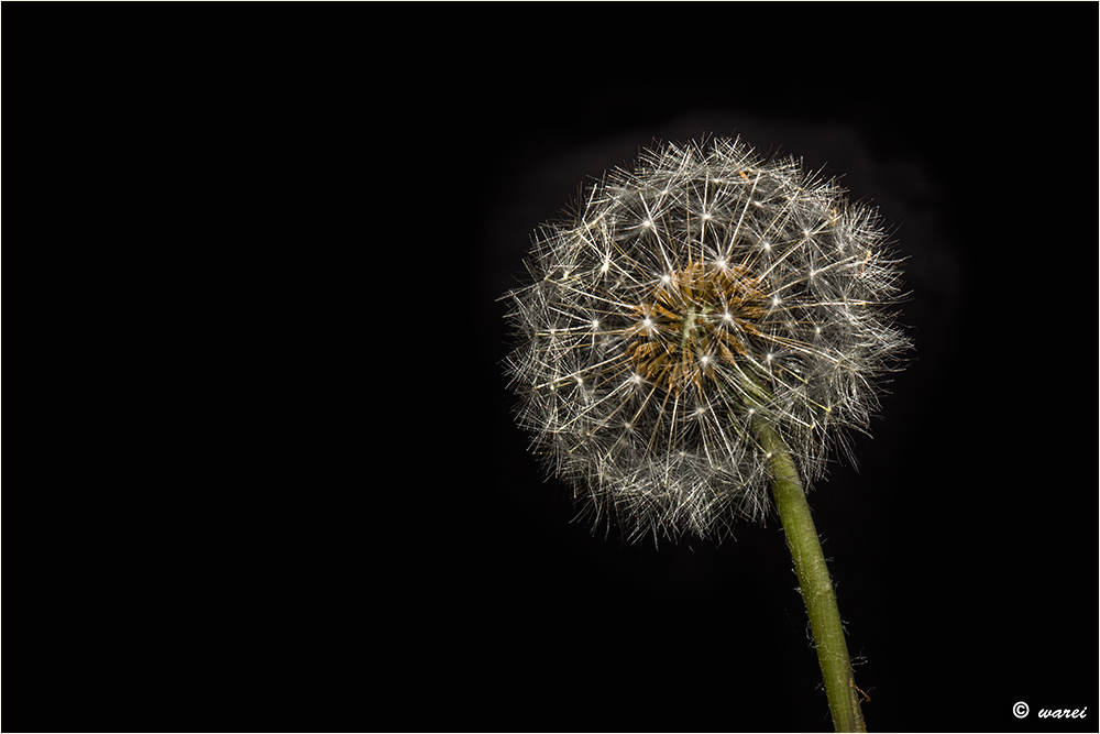 Pusteblume 4