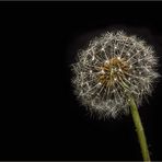 Pusteblume 4