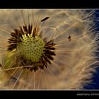 Pusteblume - 4