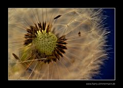 Pusteblume - 4