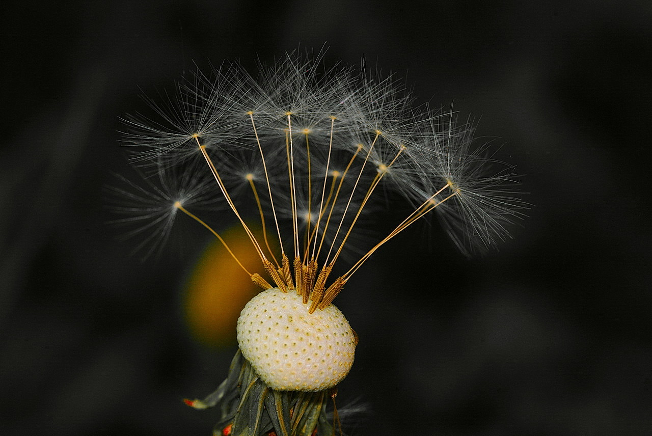 Pusteblume 4 Color-Key