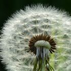 Pusteblume 4