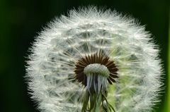 Pusteblume 4