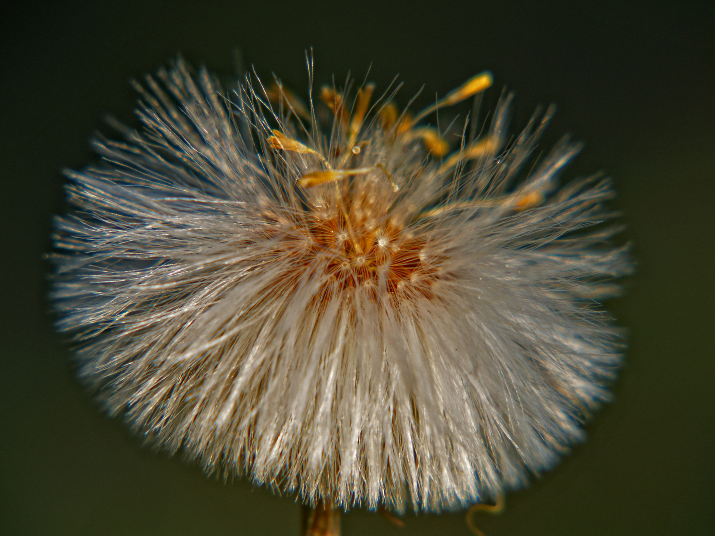 pusteblume