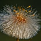 pusteblume