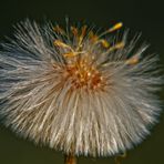 pusteblume