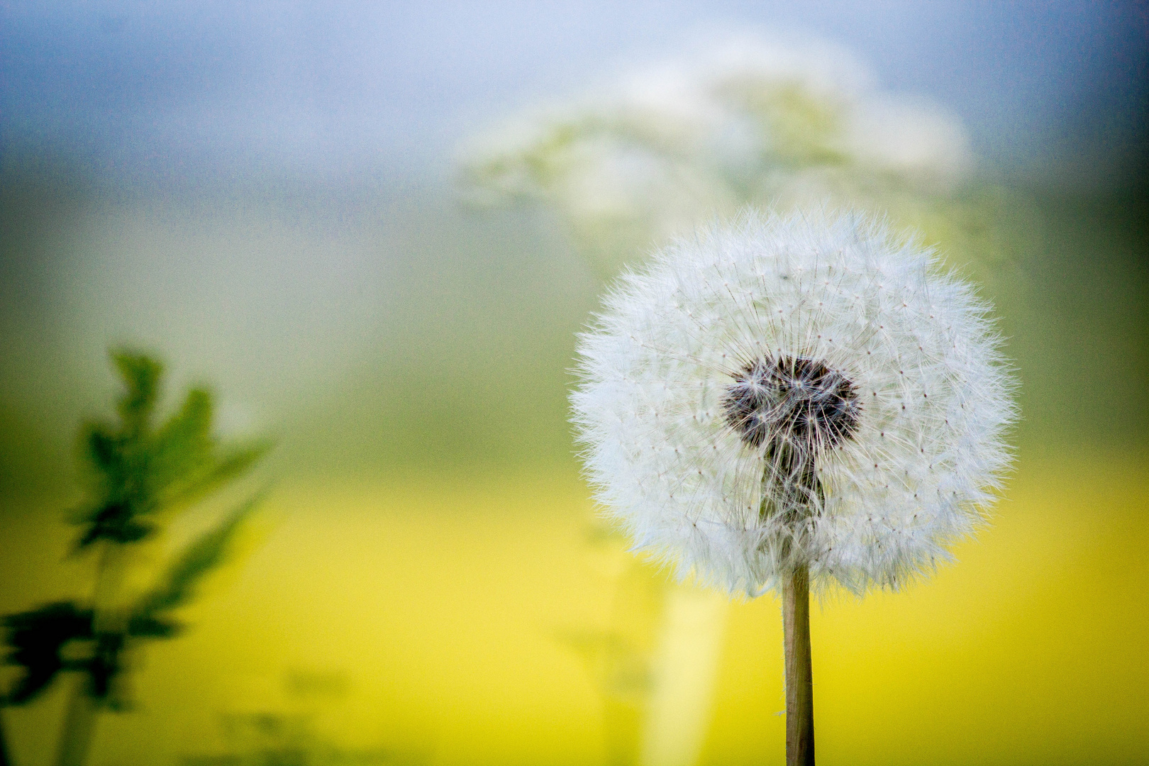 Pusteblume.