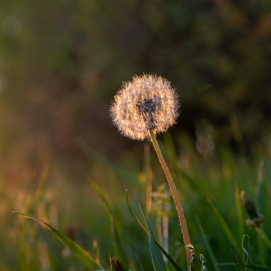 Pusteblume