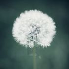 Pusteblume