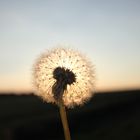 Pusteblume