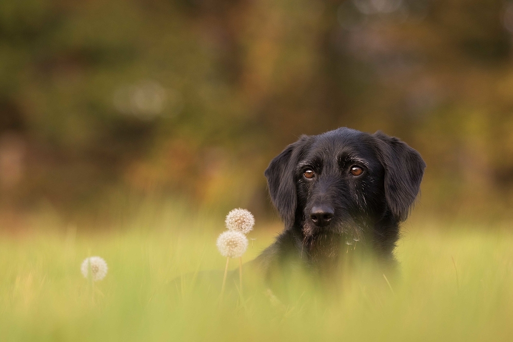 Pusteblume