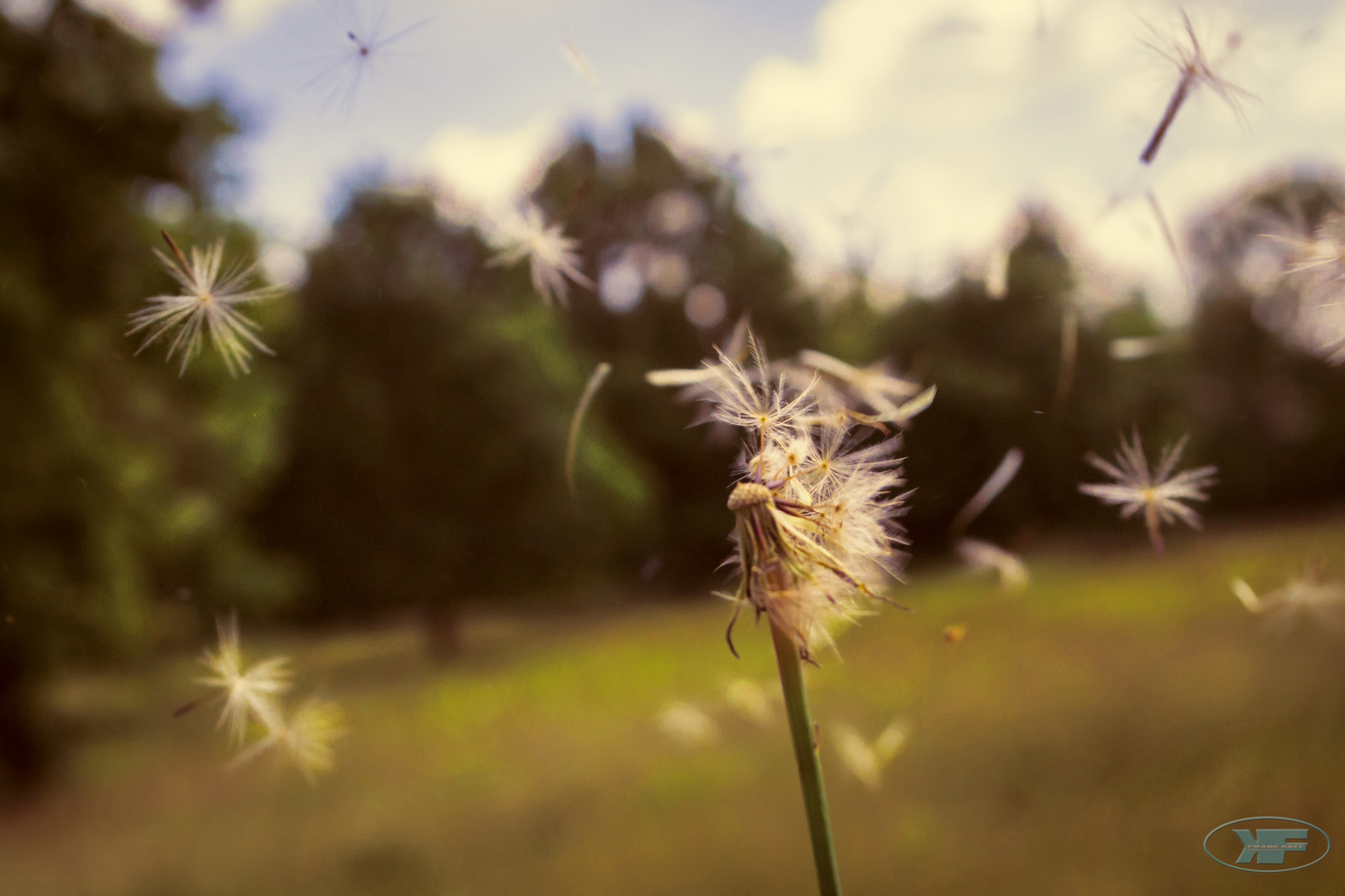 Pusteblume