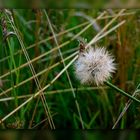 Pusteblume