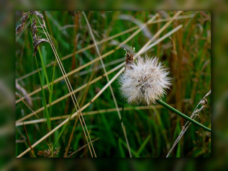 Pusteblume