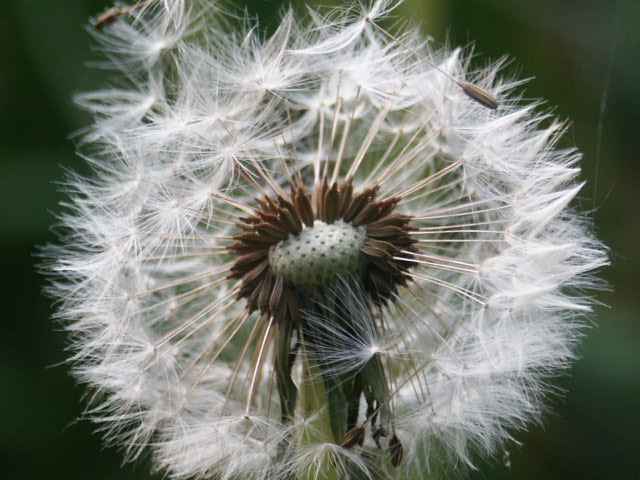 Pusteblume