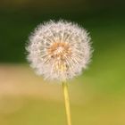 Pusteblume