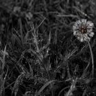 Pusteblume