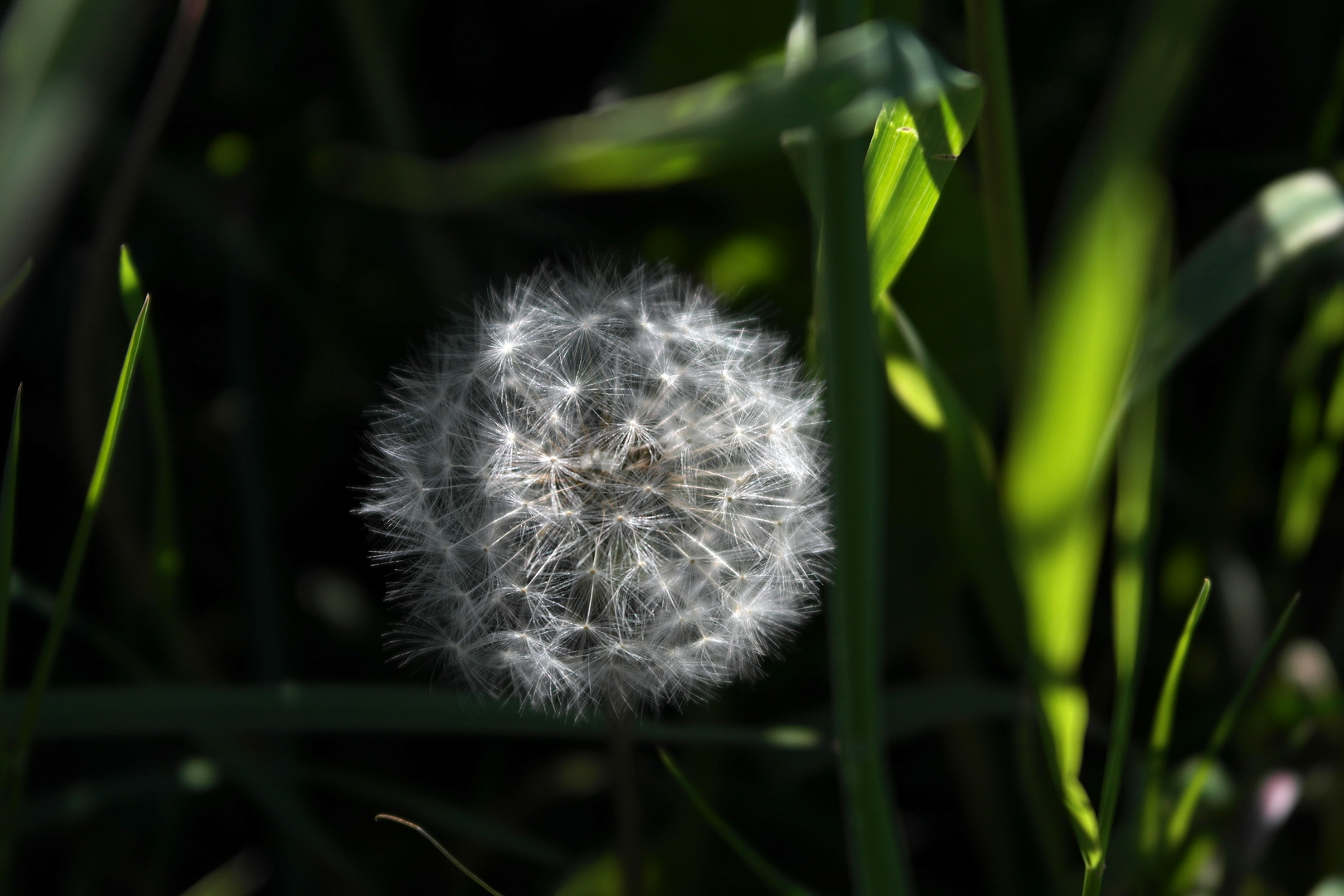 Pusteblume