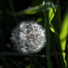 Pusteblume