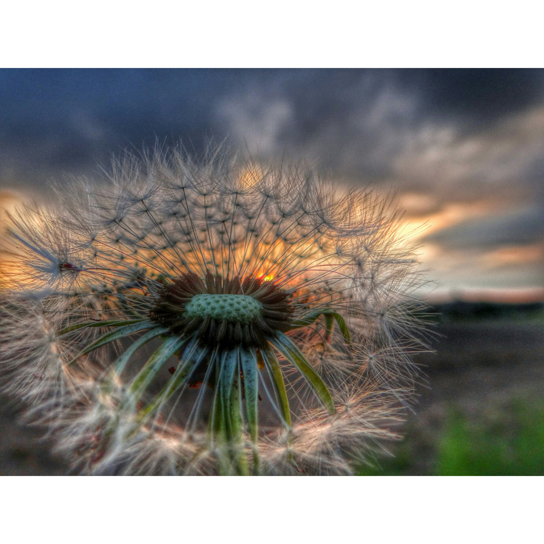 Pusteblume