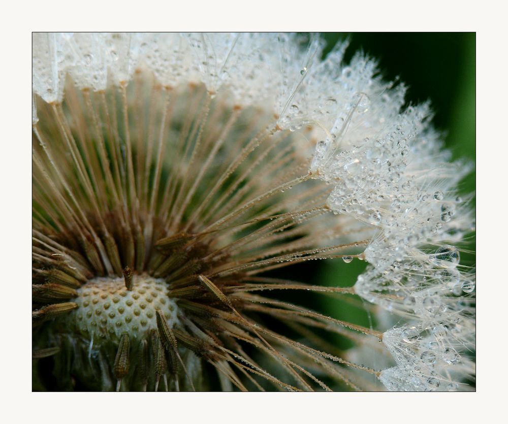 "Pusteblume"