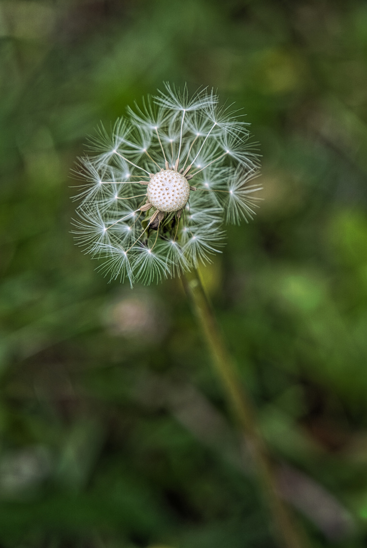 Pusteblume