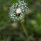 Pusteblume