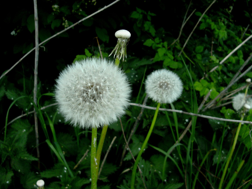 Pusteblume