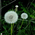 Pusteblume